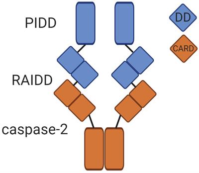 Caspase-2 Substrates: To Apoptosis, Cell Cycle Control, and Beyond